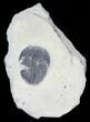 Elrathia Trilobite In Shale - Utah #55344-1